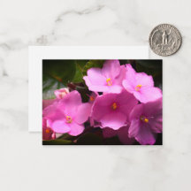 Pink African Violets 