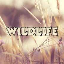Wildlife