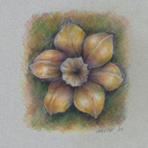 Narcissus