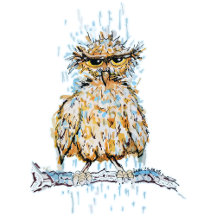 Grumpy Wet Owl