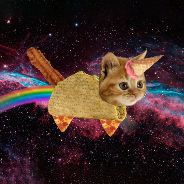 Taco cats, Grumpy cats, pictures of your own kittens - it's a feline world, and we're just living in it.