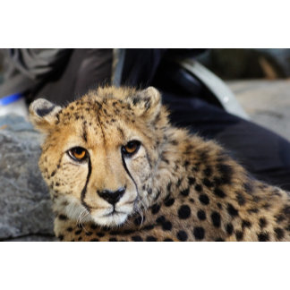 National Wildlife Federation®: Official Merchandise at Zazzle