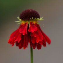 Flowers Squared