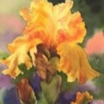 Watercolor and Photography Gifts by Susie Short