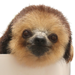 Sloths And More