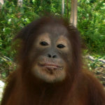 Krista_Orangutan*
