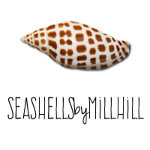 Seashells by Millhill