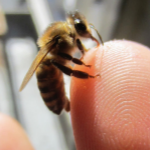 BeeAudacious - Bee Wear for a Sweeter World!