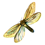 Flutter By Butterfly Zazzle Shop