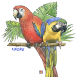 It's Up In The Air Art - Parrot Watercolors