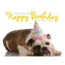 Funny Bulldog Birthday Postcard | Zazzle.com