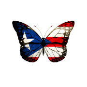Puerto Rico Butterfly Postcard | Zazzle.com