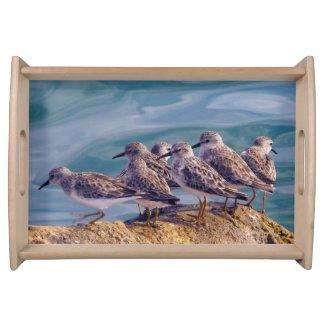 Young Ruddy Turnstones Serving Tray
