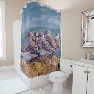Young Ruddy Turnstones Shower Curtain