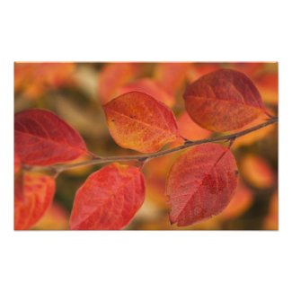 Twig covered with autumn leaves photo print