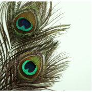Peacock Feather Pillow | Zazzle