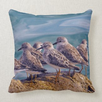 Young Ruddy Turnstones Throw Pillow