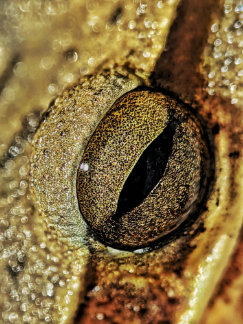 Universe in those eyes faux canvas print