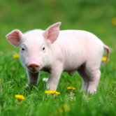 Chinese Live Laugh Love Sign Tile