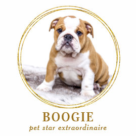 Custom Photo Elegant Gold Dog Pet Social Media  Square Business Card