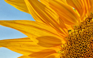 Sunflower cover HP laptop skin