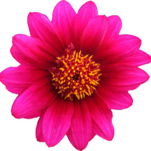 Wedding Country Chic Purple Flower Invitation