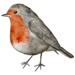 Redbreast Robin Bird Modern Photograph Photo Holiday Card