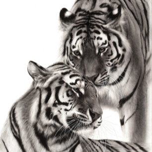 Touch - Hand-Painted Original Tiger Artwork  Postcard
