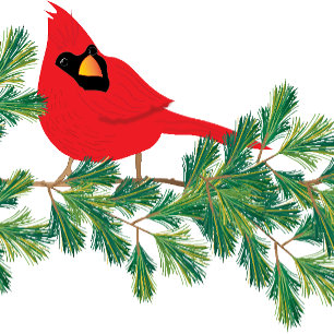Christmas Blessings  Red Cardinal on Pine Branch Holiday Card