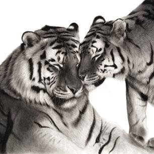 Tiger Love Art - Hand Painted Wildlife Design Postcard