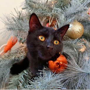Black Cat Merry Christmas  Card