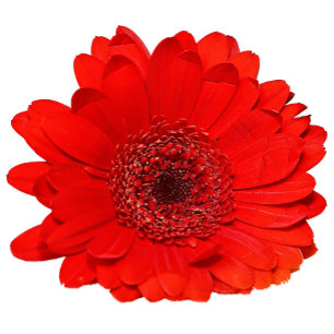Red Gerbera Wedding Invitation Personalized