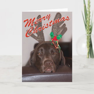 Funny Dog Christmas Cards | Zazzle