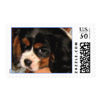 Cavalier King Charles Spaniel Gifts On Zazzle