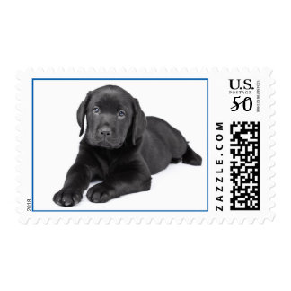 Labrador Retriever Gifts on Zazzle