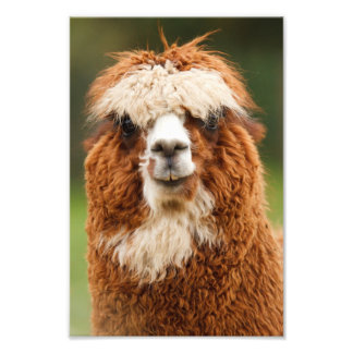 Alpaca Art & Framed Artwork | Zazzle