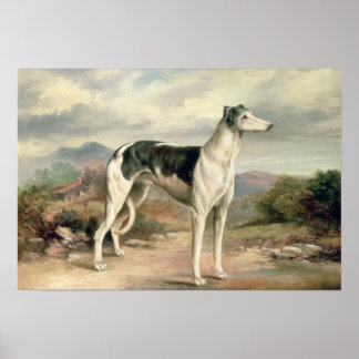 Greyhound Art & Framed Artwork | Zazzle