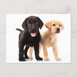 Labrador Retriever Gifts on Zazzle