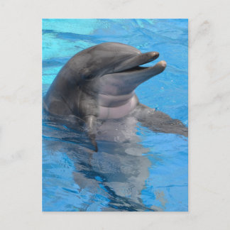 Dolphin Cards - Greeting &amp; Photo Cards | Zazzle