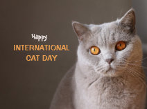 It’s International Cat Day