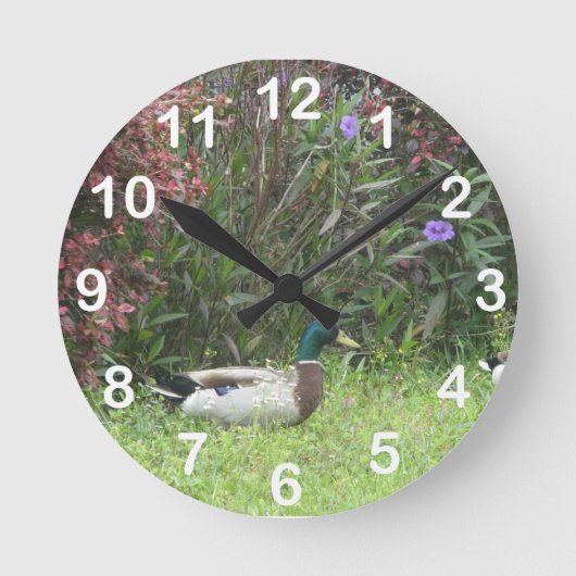 Male Mallard Duck Wall Clock (Front)