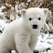 Baby Polar Bear Square Sticker | Zazzle.com
