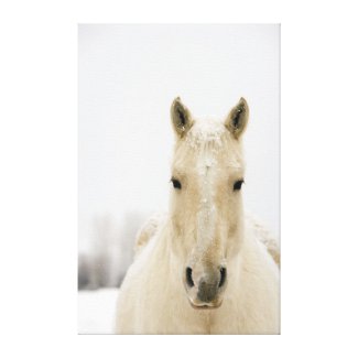 Horse with snow on head canvas print