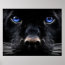 Mystical Blue Eyed Cat Poster | Zazzle.com