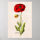 Vintage 1800s Red Poppy Wild Flower Floral Poppies Poster | Zazzle.com