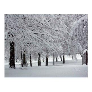 trees and snow postcard