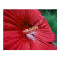 Red Hibiscus With Raindrops Postcard