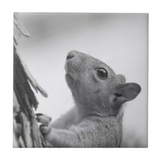 Squirrel Climbing Tree Ceramic Tile