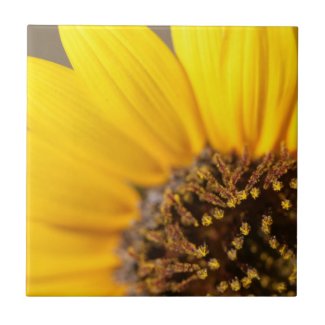 Sunflower Macro Photography Tile