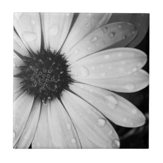 African Daisy in Black and White Tile